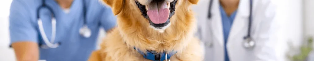 calgary vet hospital