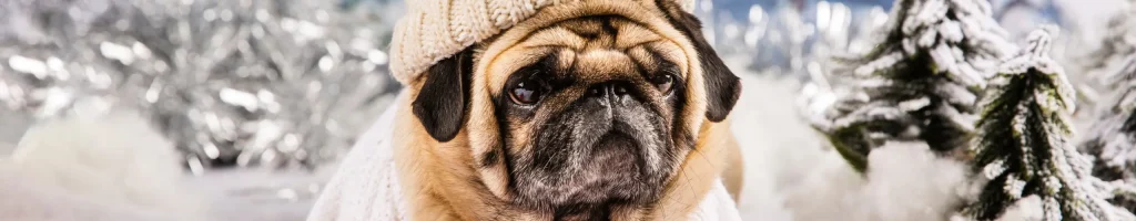 cute-pug-wearing-sweater-hat-gloves (1)