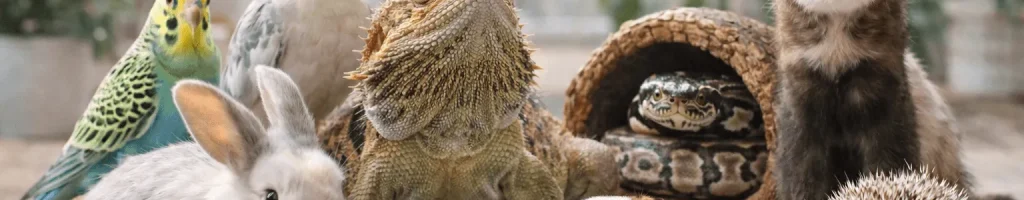 common exotic pets in calgary