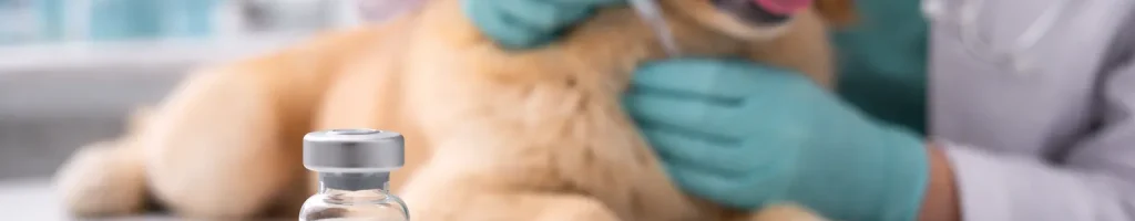 Pet vaccination being administered by a veterinarian in Calgary