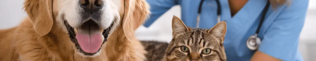 Veterinarian with senior dog and cat during wellness checkup in Calgary veterinary clinic
